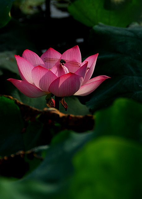 荷花