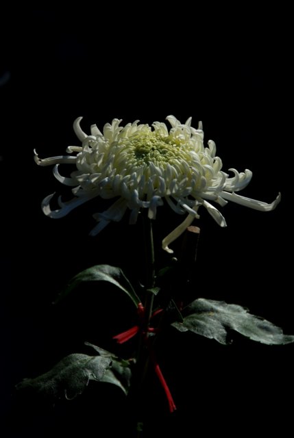 又到赏菊时