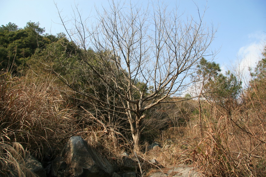 [天台驴友俱乐部]活动----牛年开驴.大柳溪