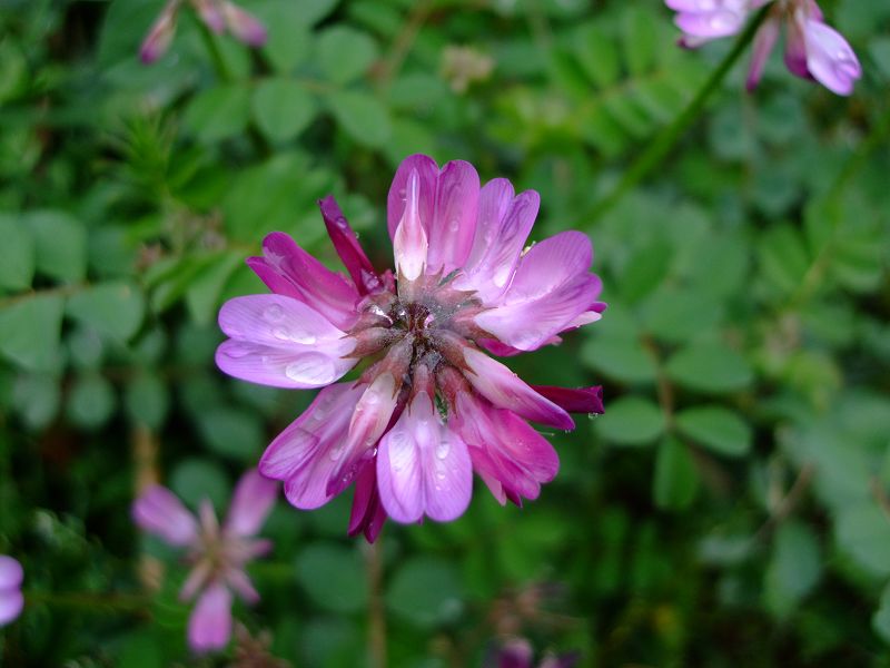 [天台驴友俱乐部]活动之-----走古道.赏油菜花.登莲花峰顶