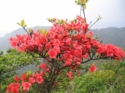 苍山顶上的映山红