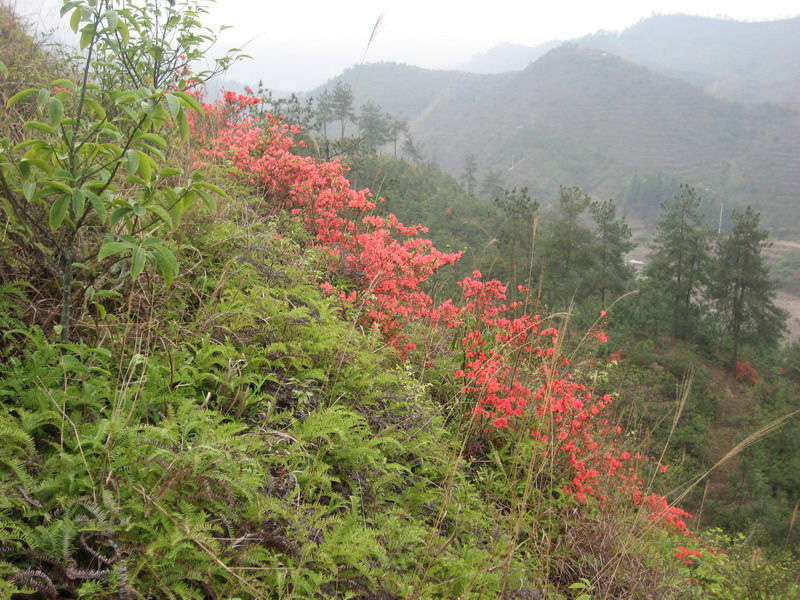 苍山顶上的映山红