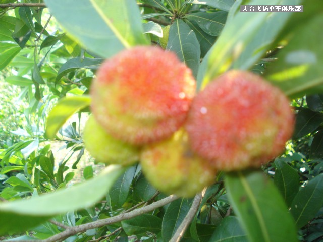 6月13日骑行雷峰西岭