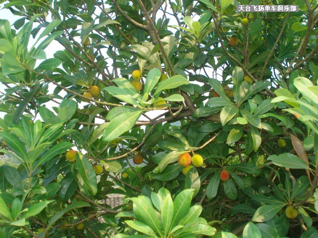 6月13日骑行雷峰西岭