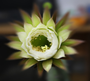 半夜1点的艳照