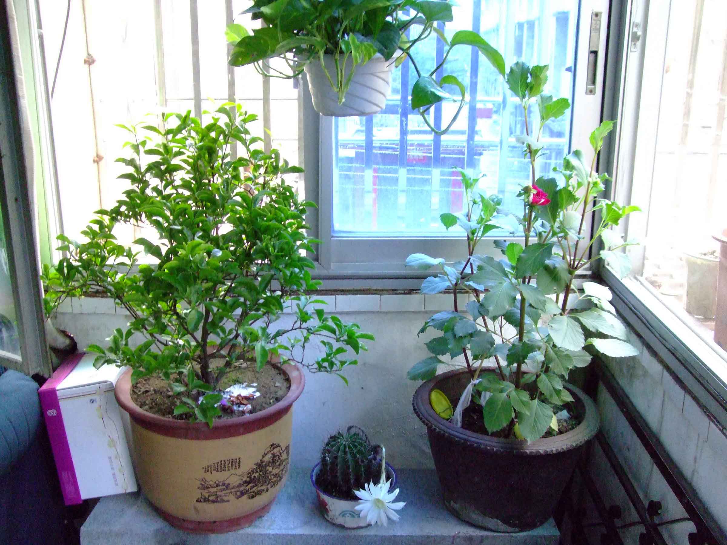 阳台上的花开了，共赏
