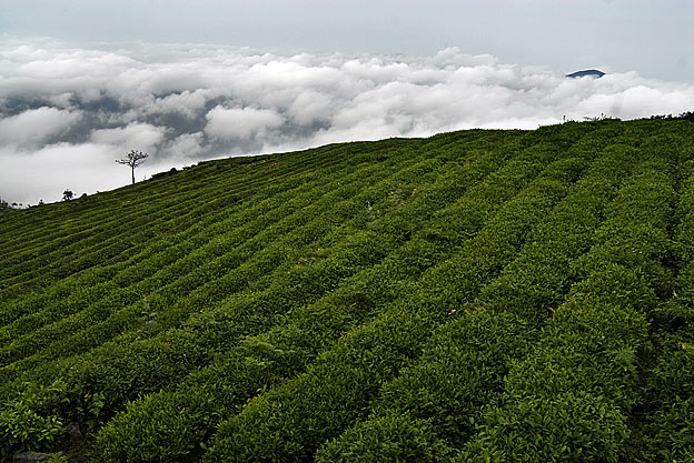 天台山云雾茶