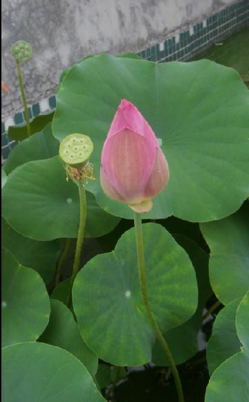 醉花