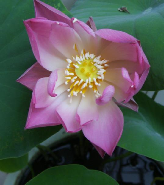 醉花