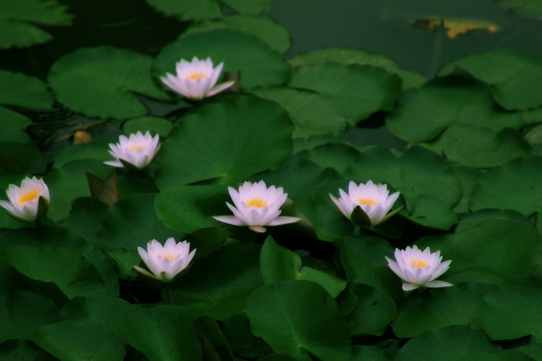 睡莲