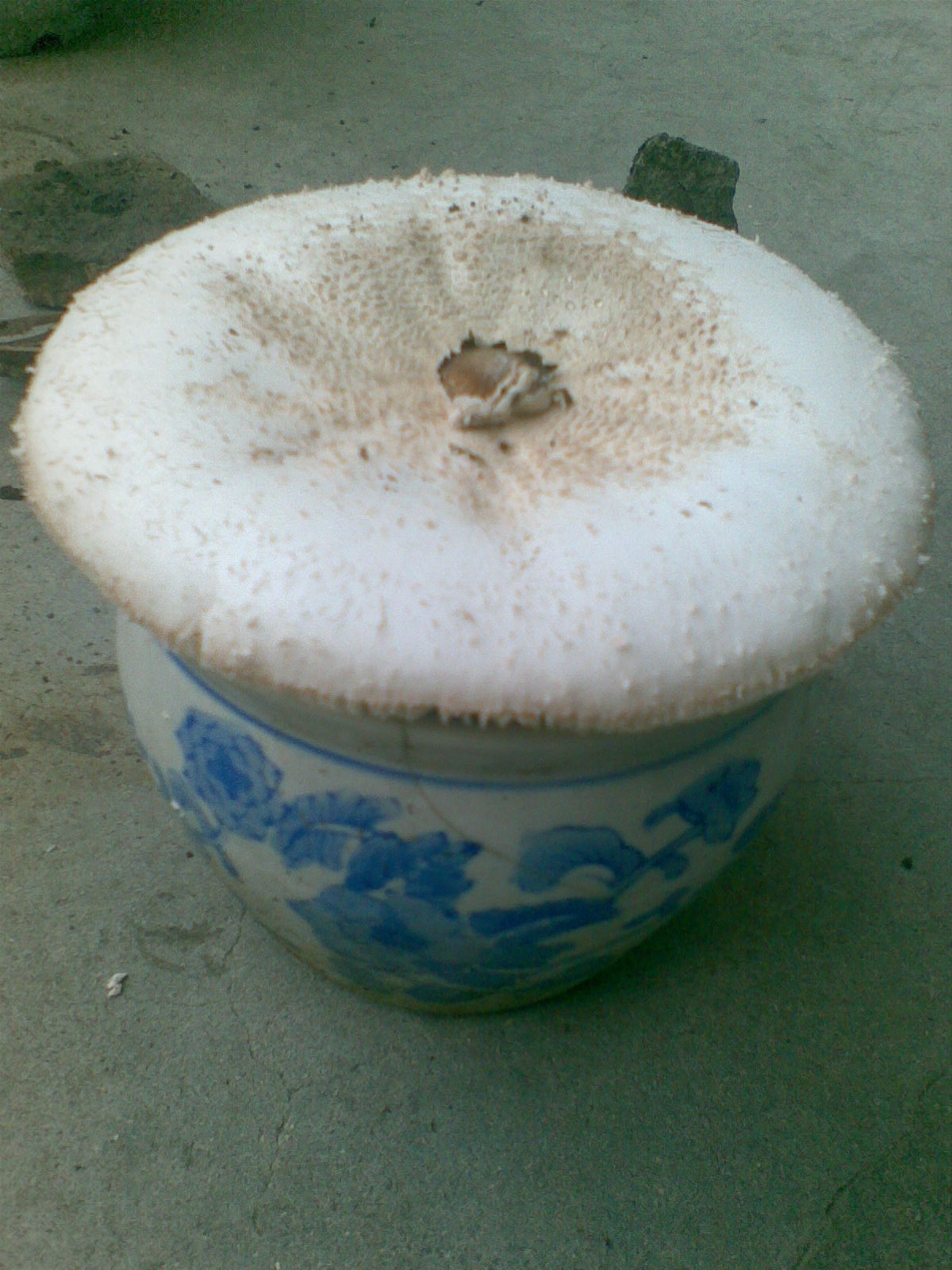 看过这么大的菇吗???