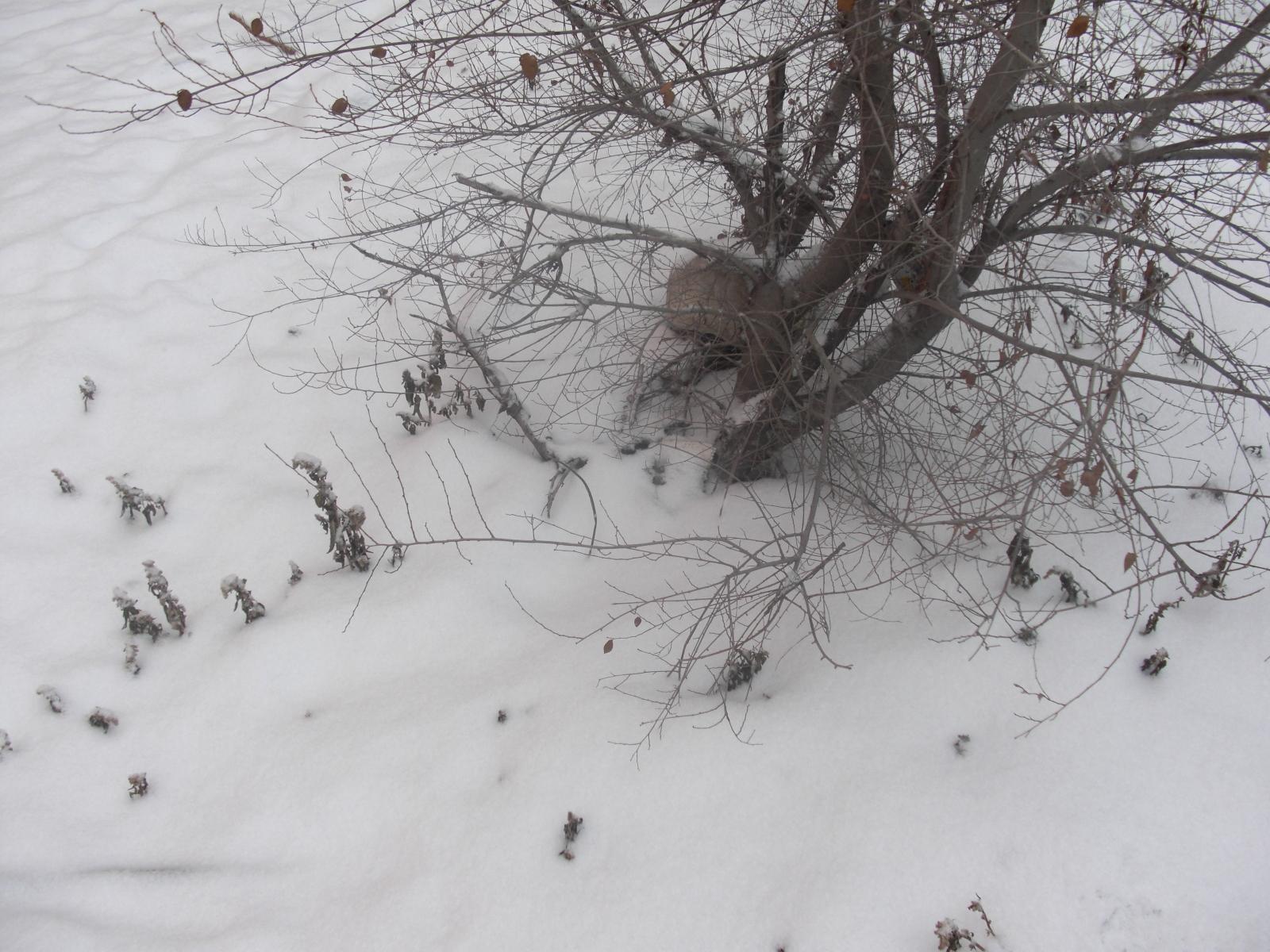 新疆的雪---小区楼下随手一拍