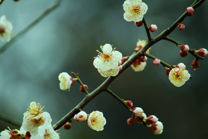 赤城山滴桃花！·