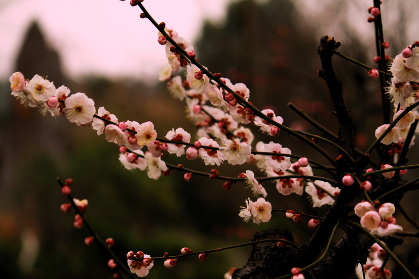 赤城山滴桃花！·