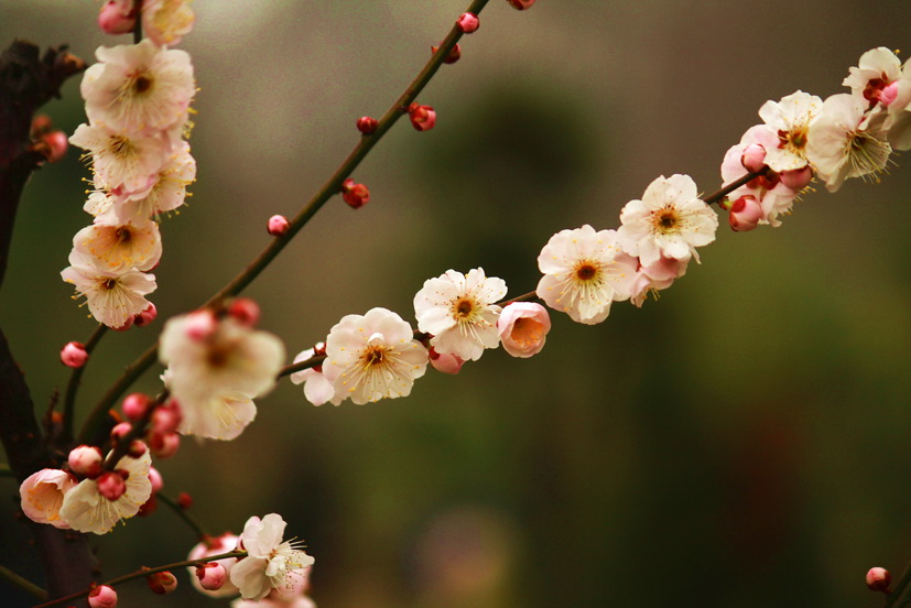 赤城山滴桃花！·