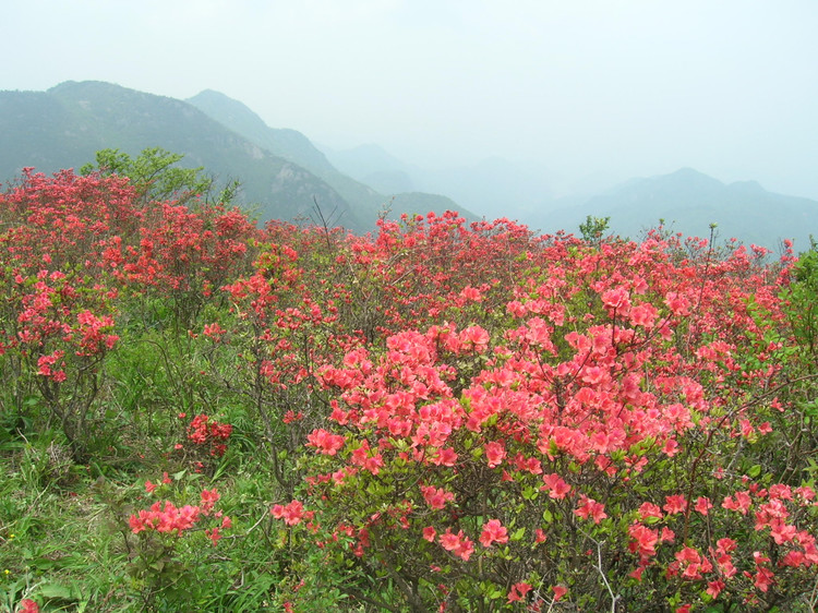 挺进大雷山