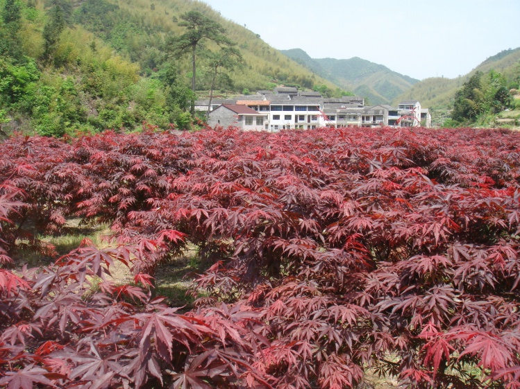 小直溪村外有一批批的红枫树苗