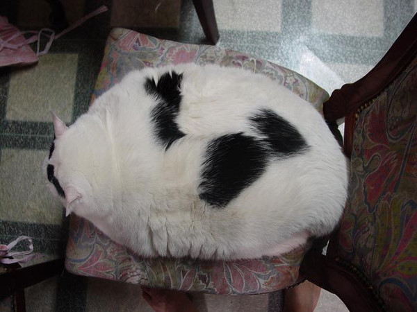 猫.jpg
