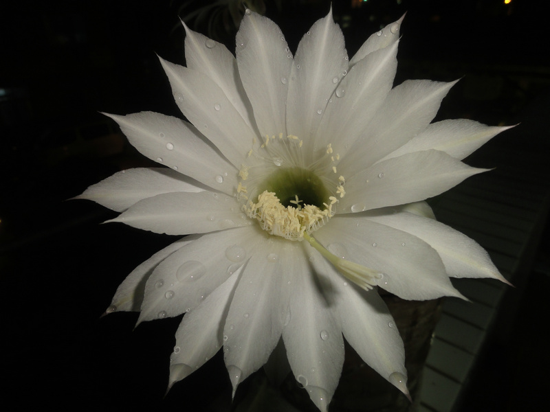 DSC00495_1.JPG