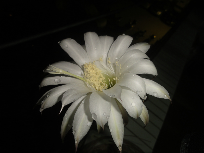 DSC00500_1.JPG