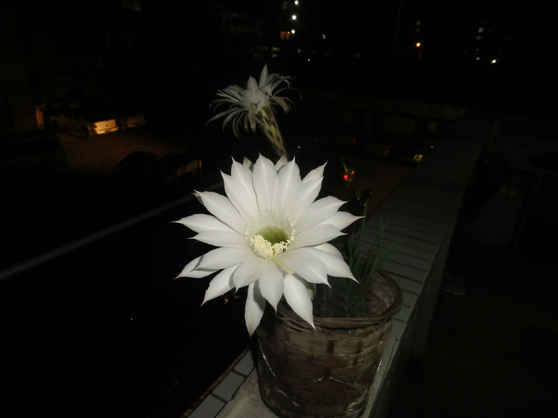 DSC00489_1.JPG