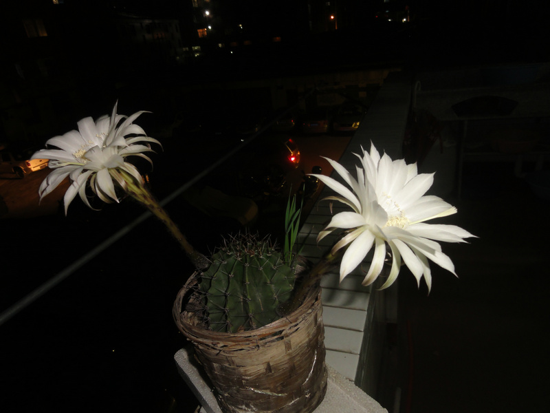 DSC00490_1.JPG