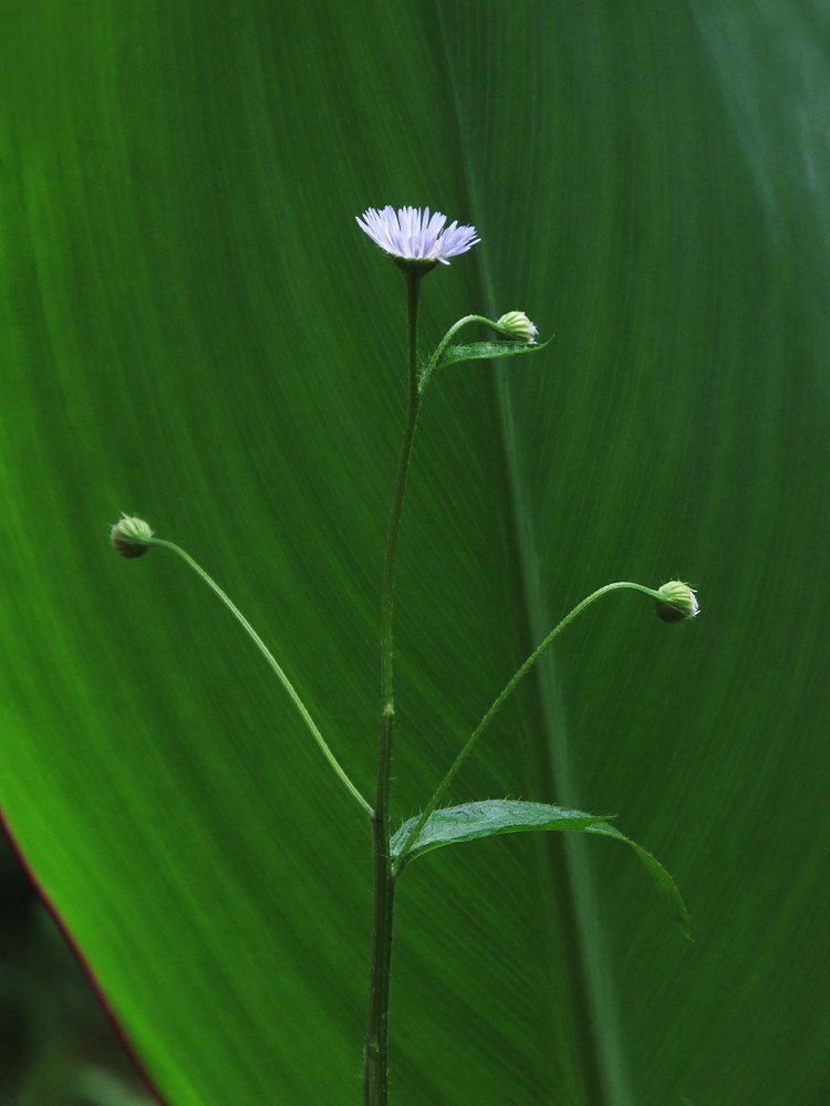 花17.jpg