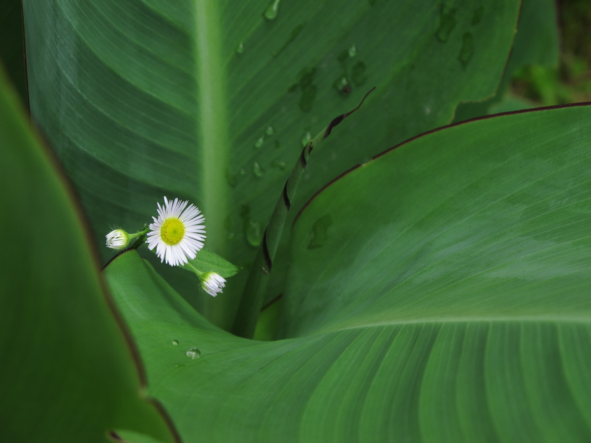 花27.jpg
