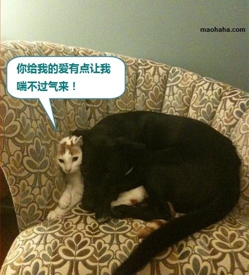 p_large_3YlU_316c0000eec02d12.jpg