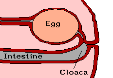hen8.gif