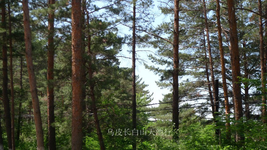 发现了这样一片松树林就意味着到了长白山脚下，知道这松树的名字吗？