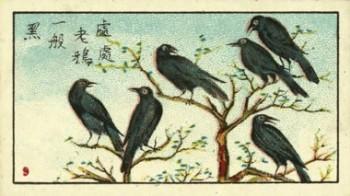 乌鸦.jpg