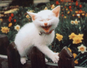 844112200710181_6.gif