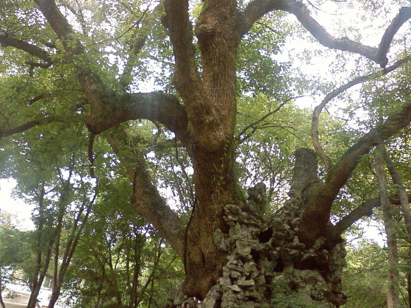 SP_A0508.jpg