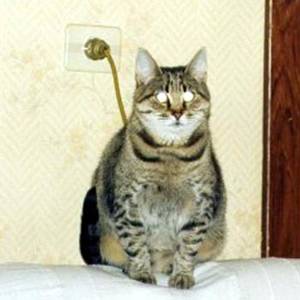 double-meaning-photos06.jpg