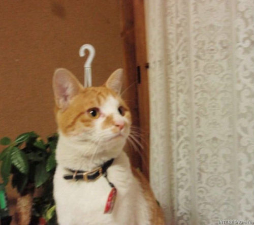 double-meaning-photos05.jpg