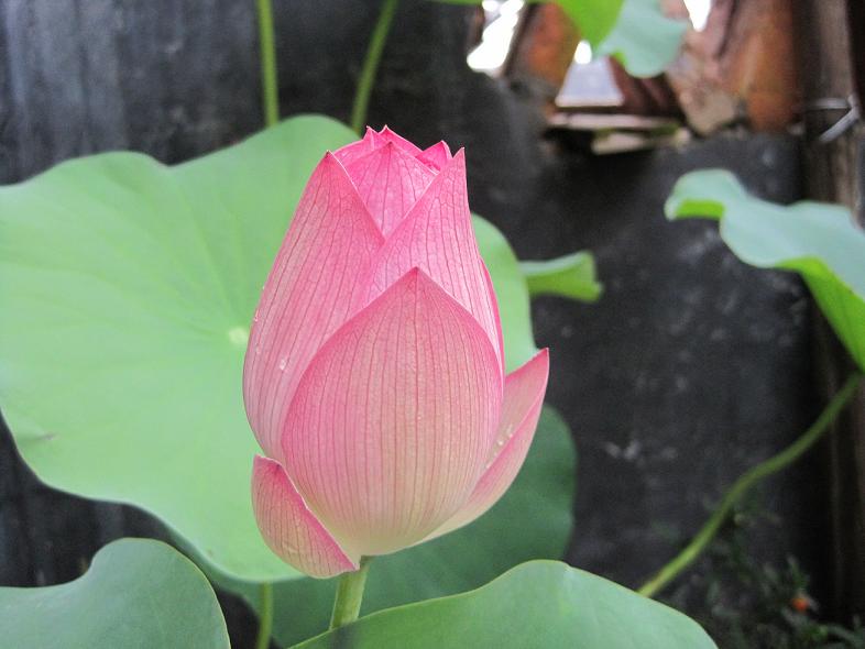 荷花1.JPG