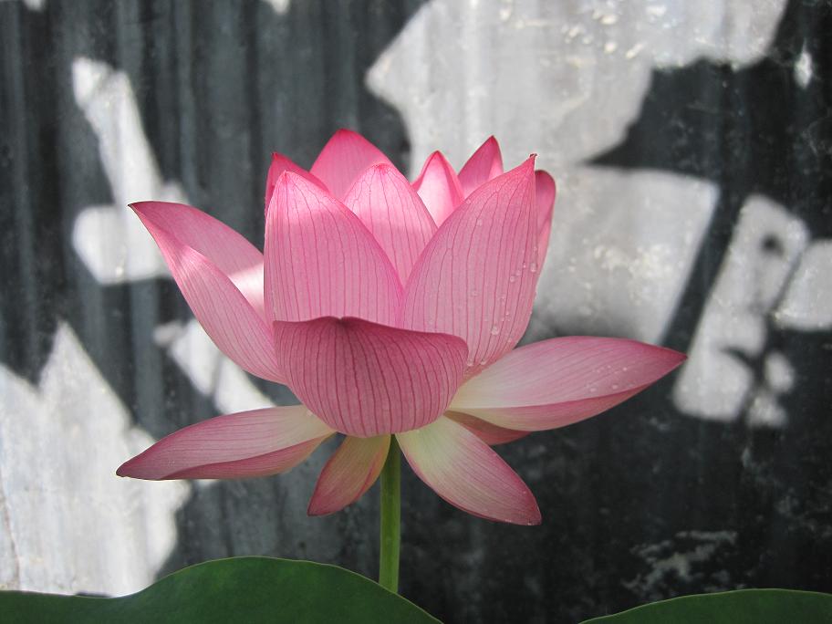 荷花2.JPG