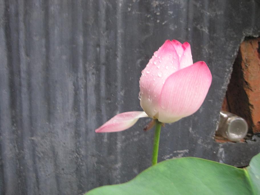 荷花5.JPG