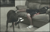 4.gif