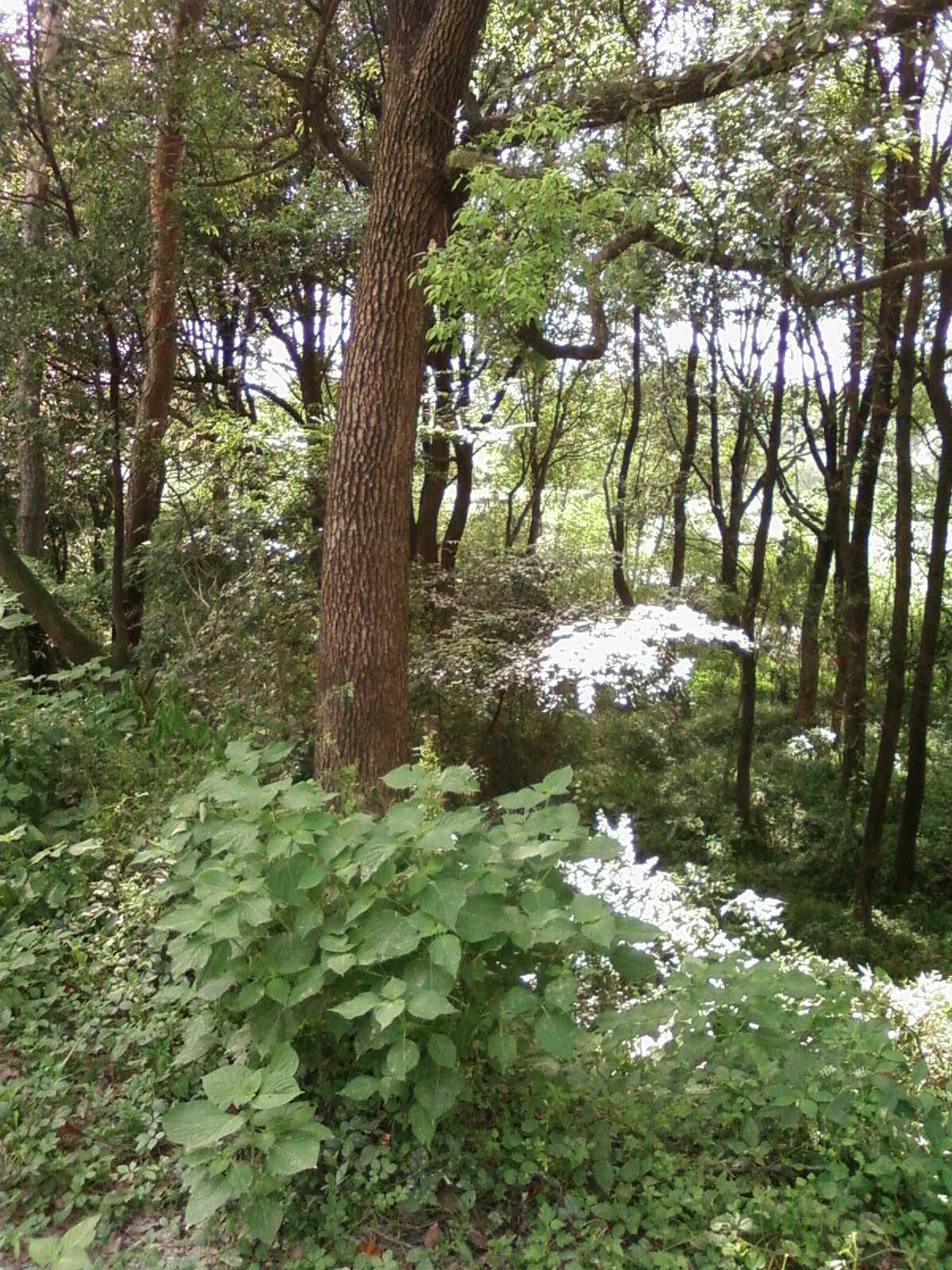 SP_A0624.JPG