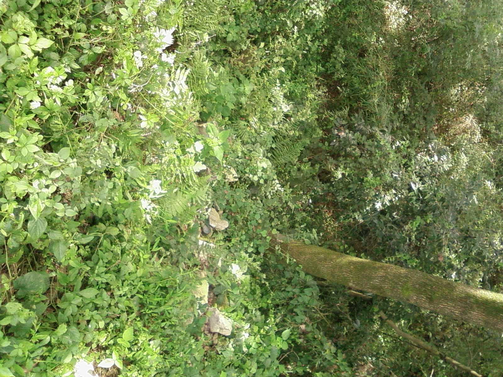 SP_A0632.JPG