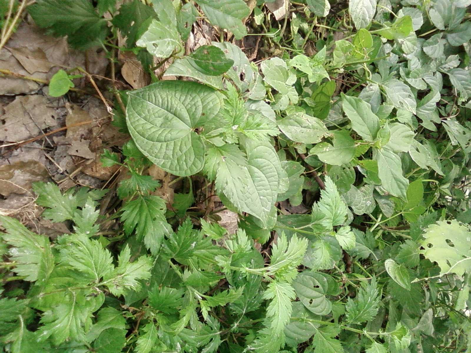 SP_A0631.JPG
