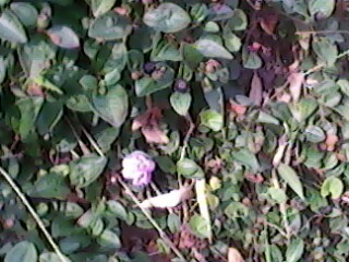 IMG0175A.jpg