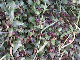 IMG0177A.jpg