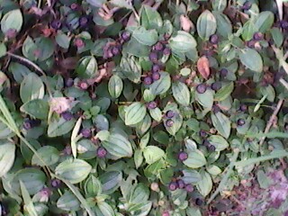 IMG0176A.jpg
