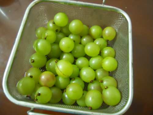 DSCN0487_conew1.jpg