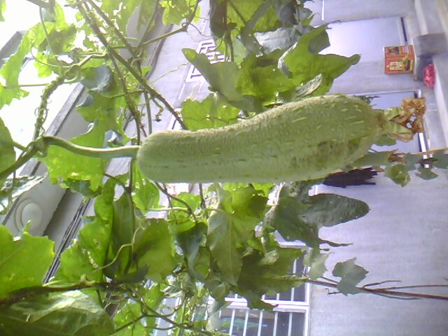 IMG0147A.jpg