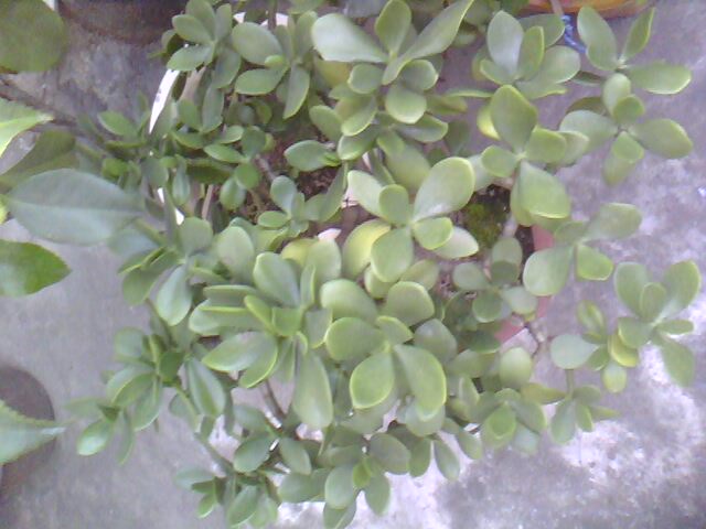 IMG0237A.jpg