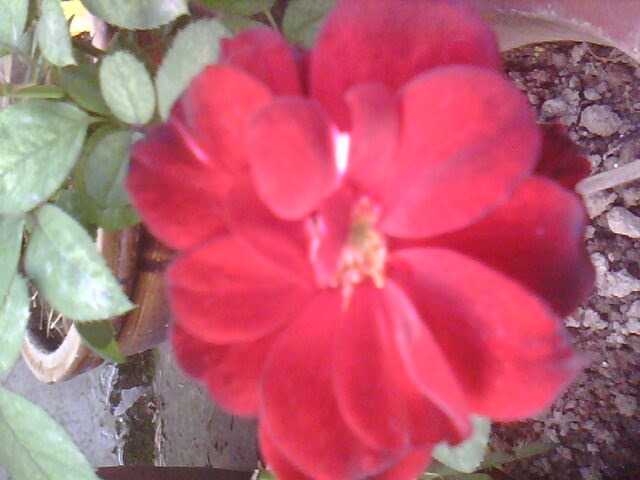 IMG0239A.jpg